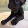 Long-haired Female French Bulldog - Image 3