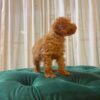 Palu - Toy Poodle - Image 2