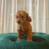 Palu - Toy Poodle - Image 3