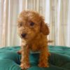 Palu - Toy Poodle