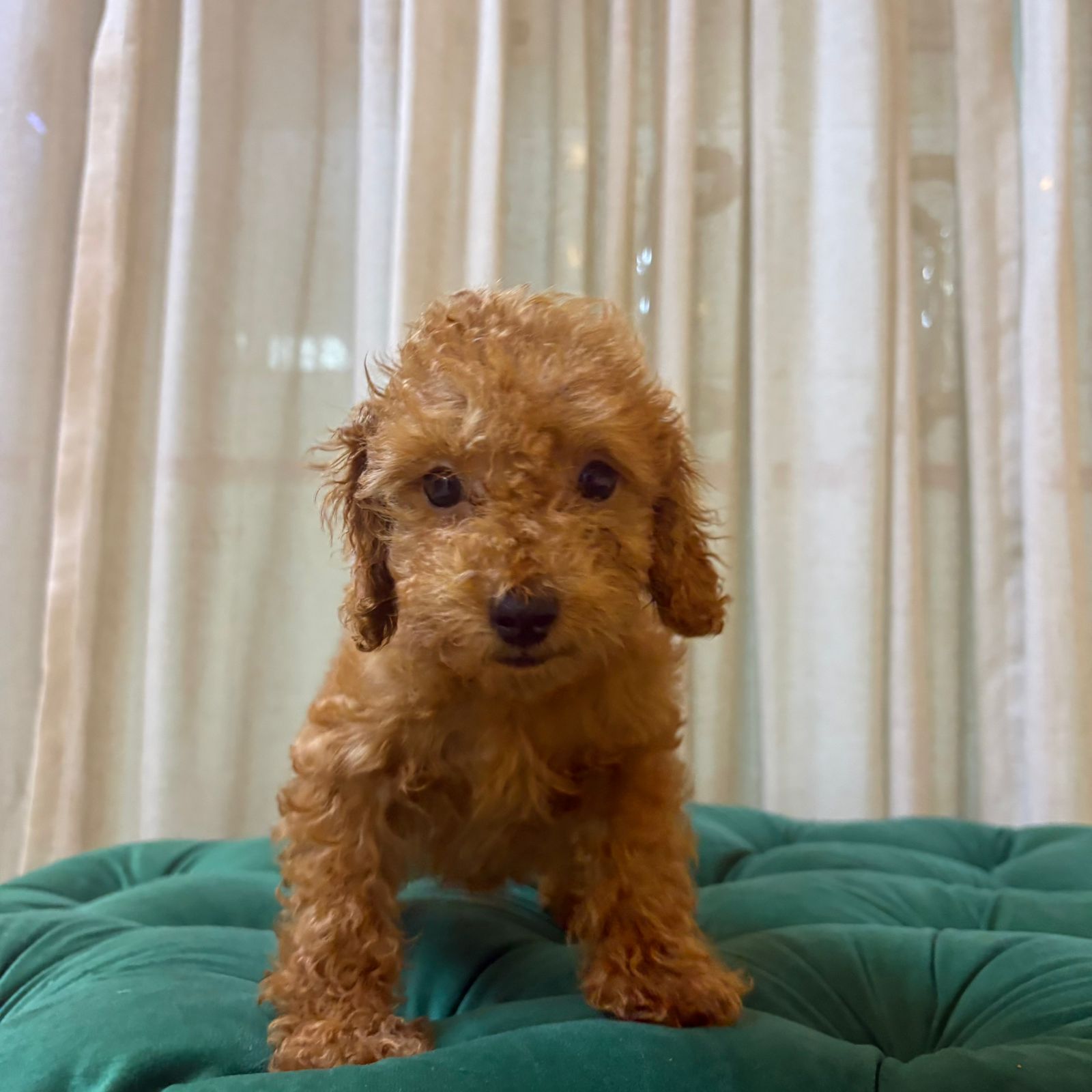 Palu - Toy Poodle - Image 5