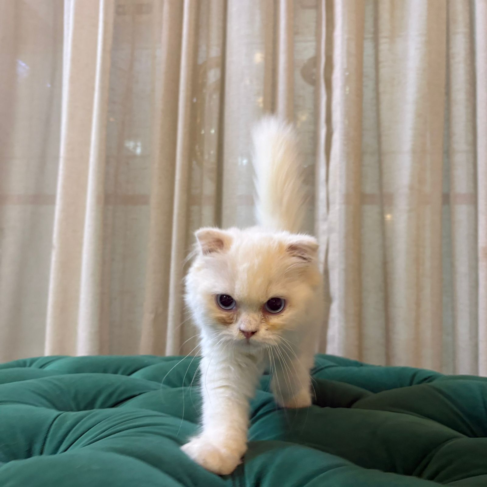 Casper - Scottish Fold - Image 4