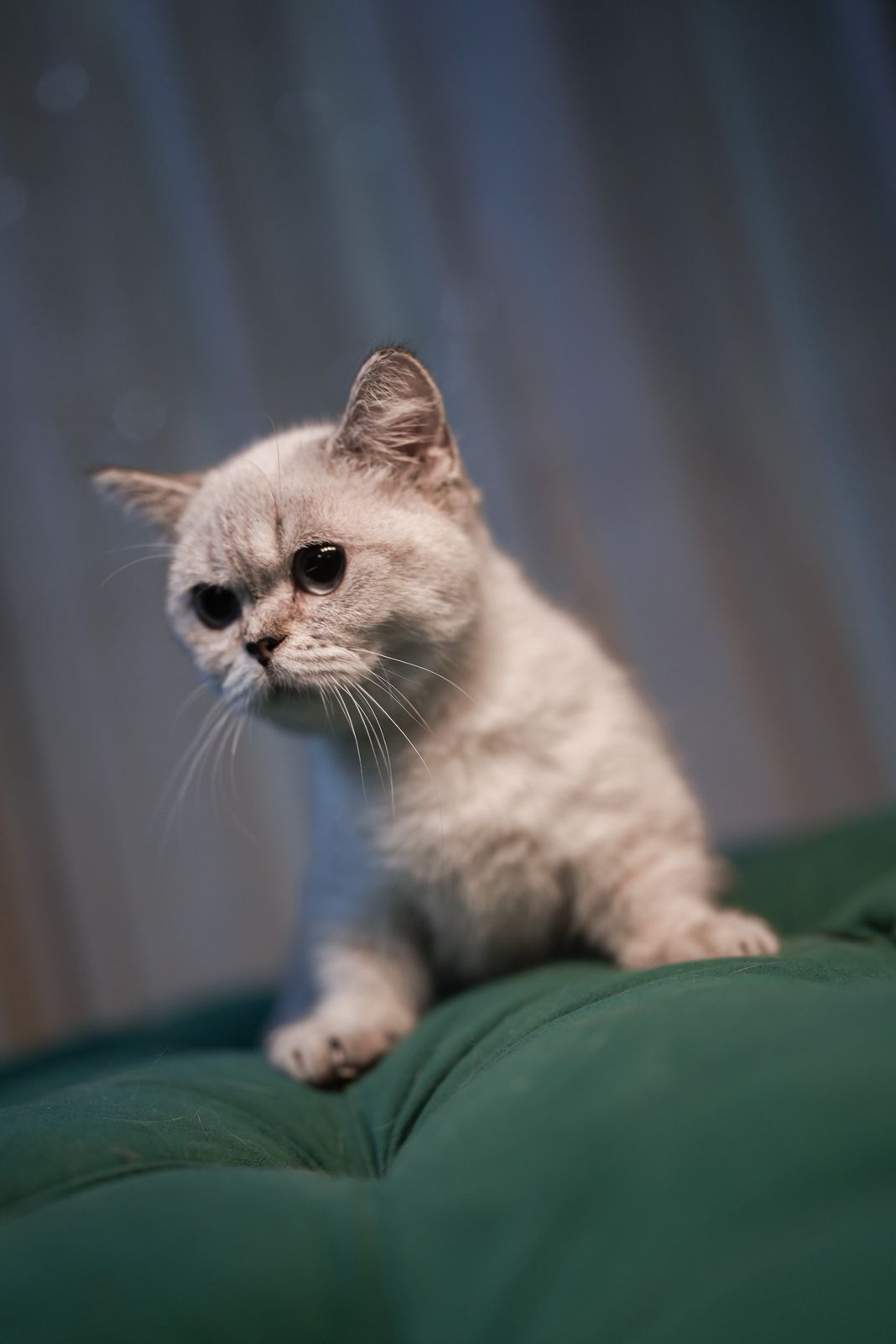 Juniper - Munchkin - Image 4