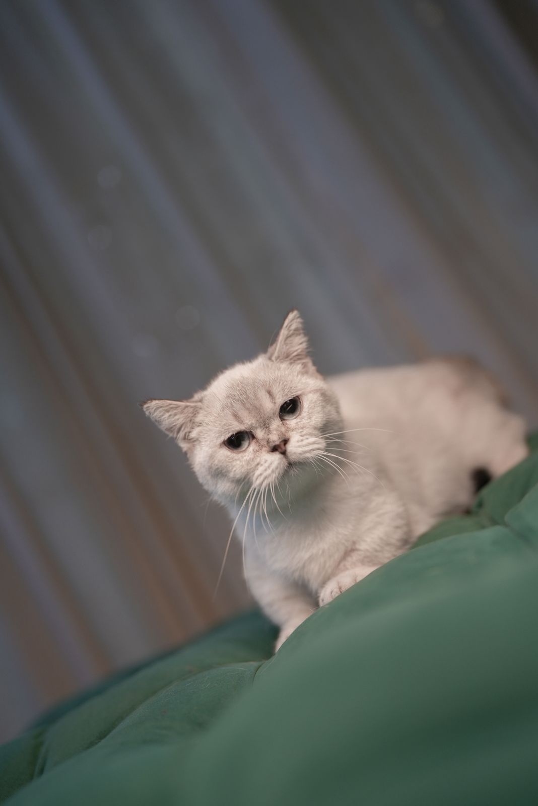 Juniper - Munchkin - Image 3