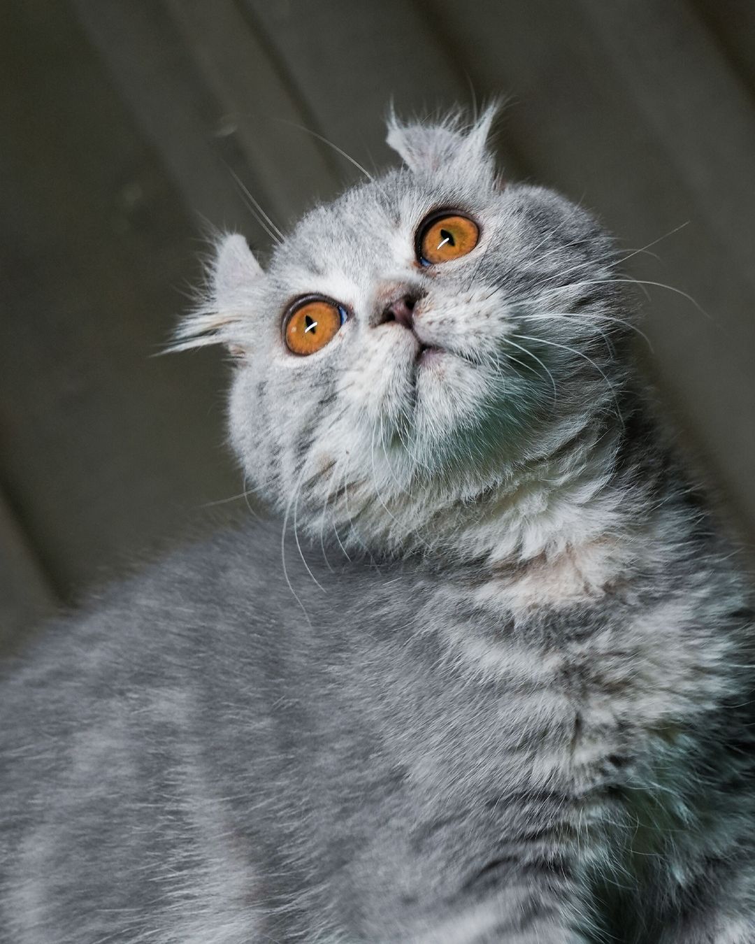 Sox - American Curl - Image 2