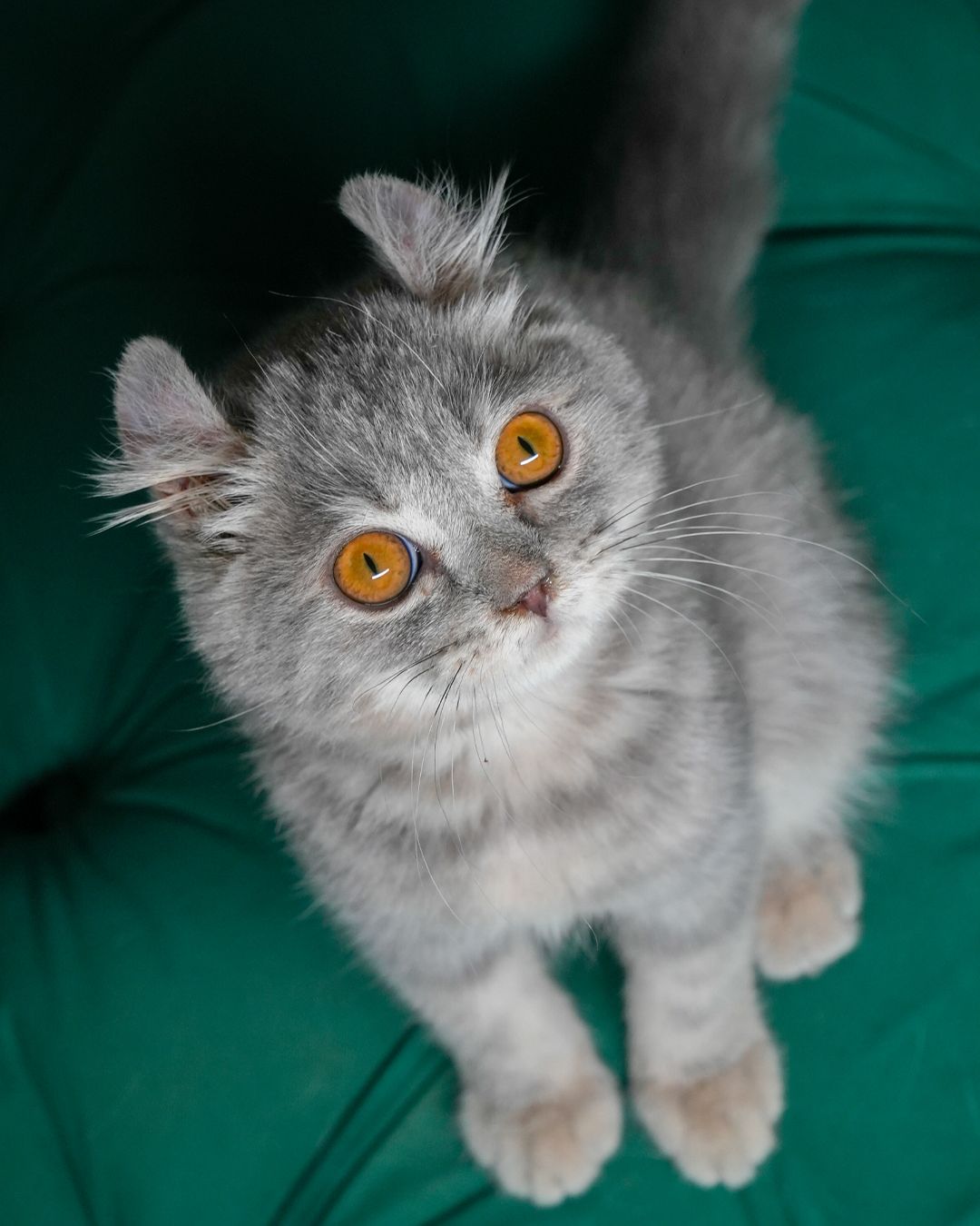 Sox - American Curl - Image 3