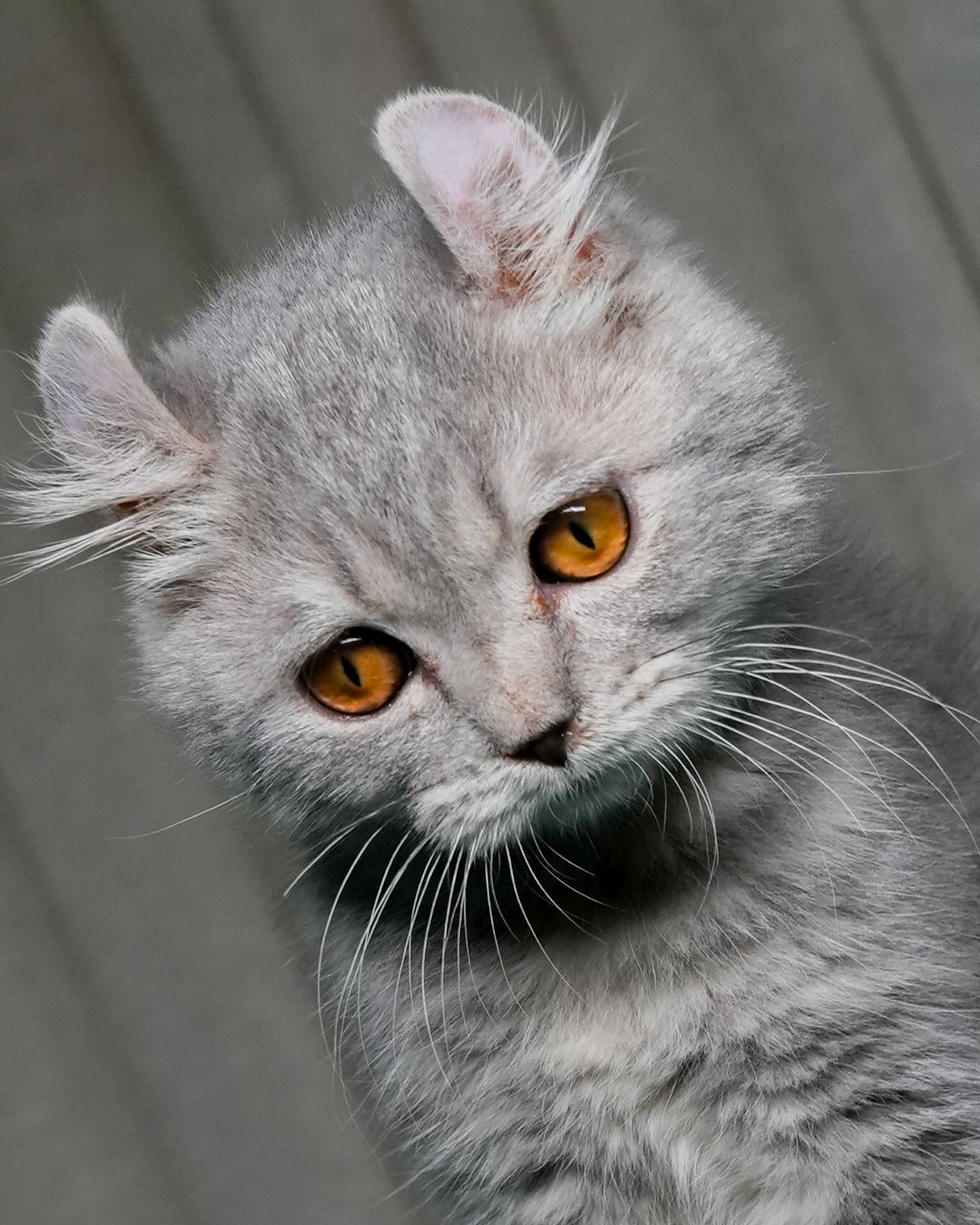 Sox - American Curl - Image 4