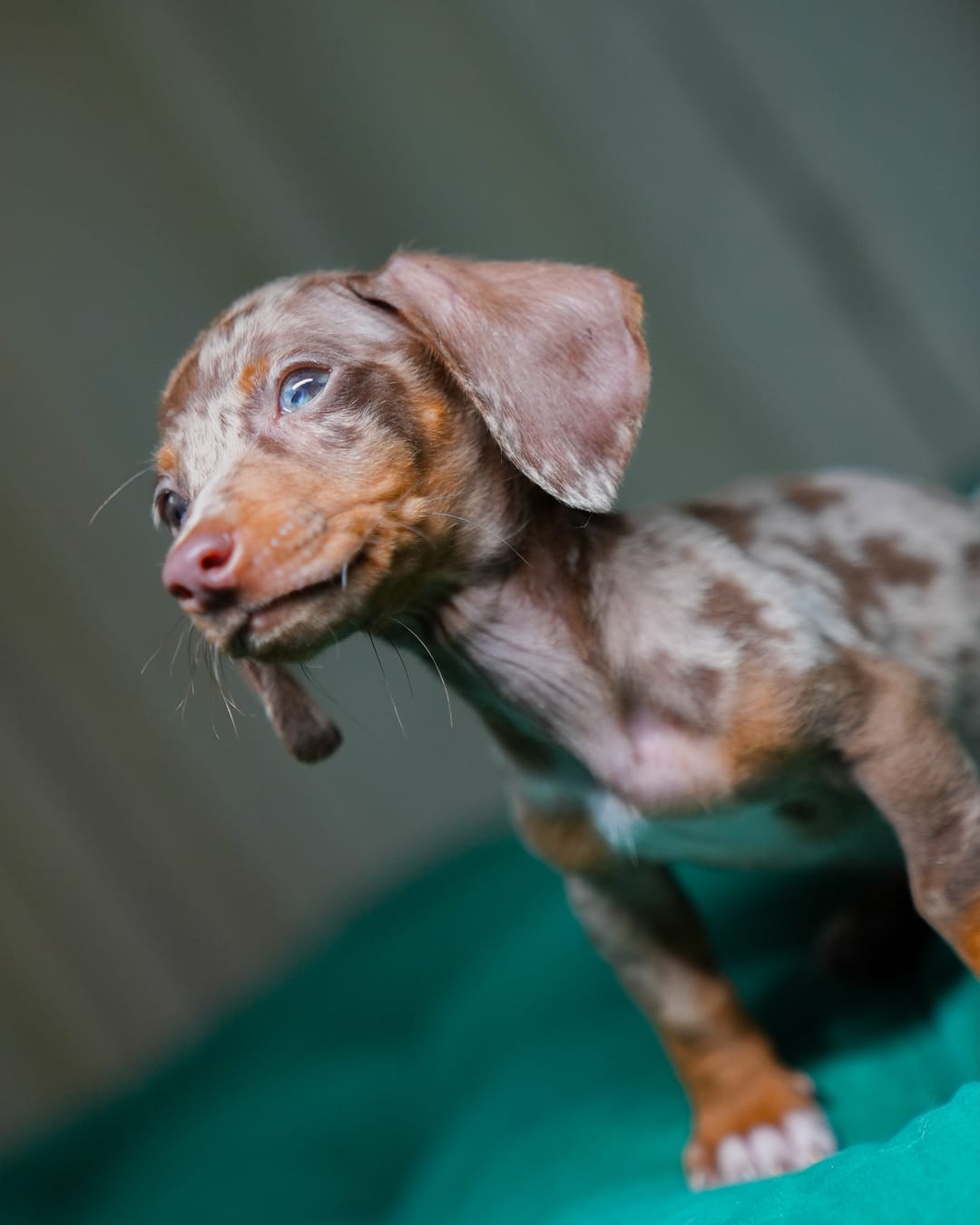 Apollo - Mini Dachshund - Image 3