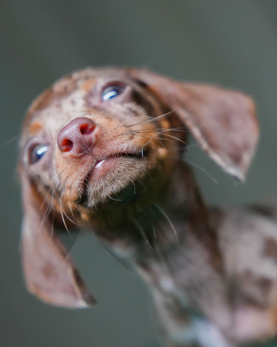 Apollo - Mini Dachshund - Image 4