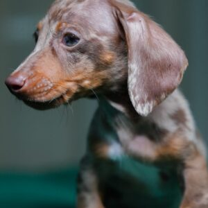 Apollo - Mini Dachshund