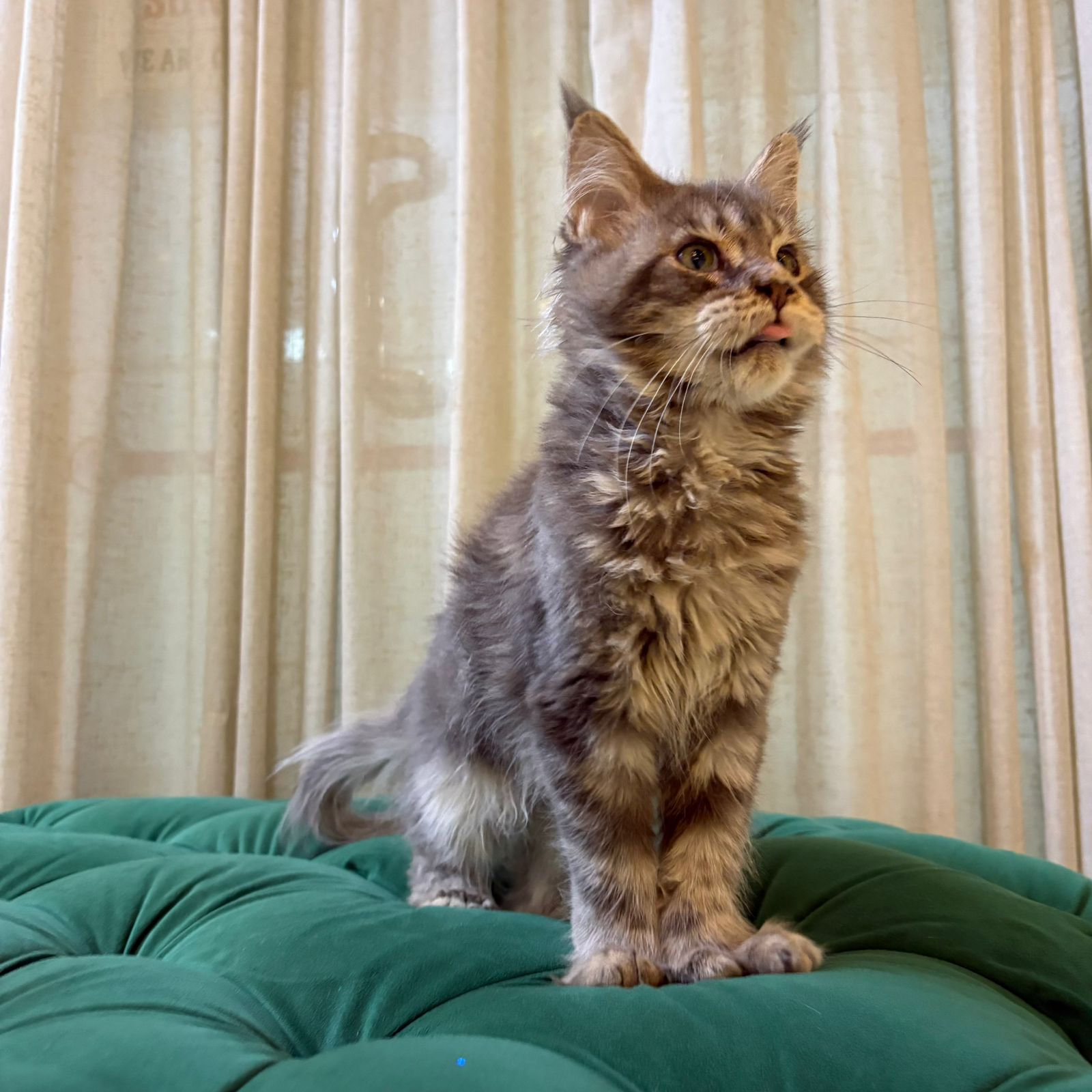 Jennie - Maine Coon - Image 5