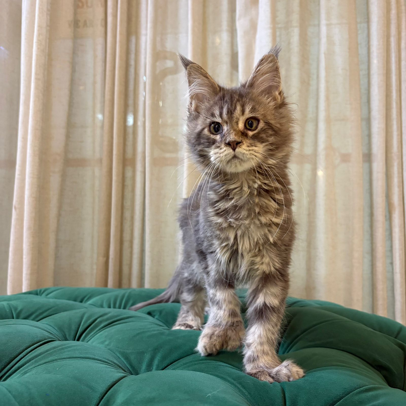 Jennie - Maine Coon - Image 4