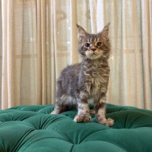 Jennie - Maine Coon