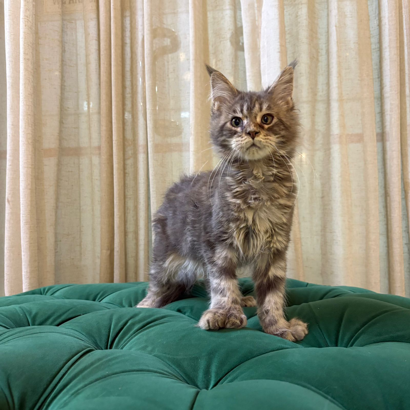 Jennie - Maine Coon