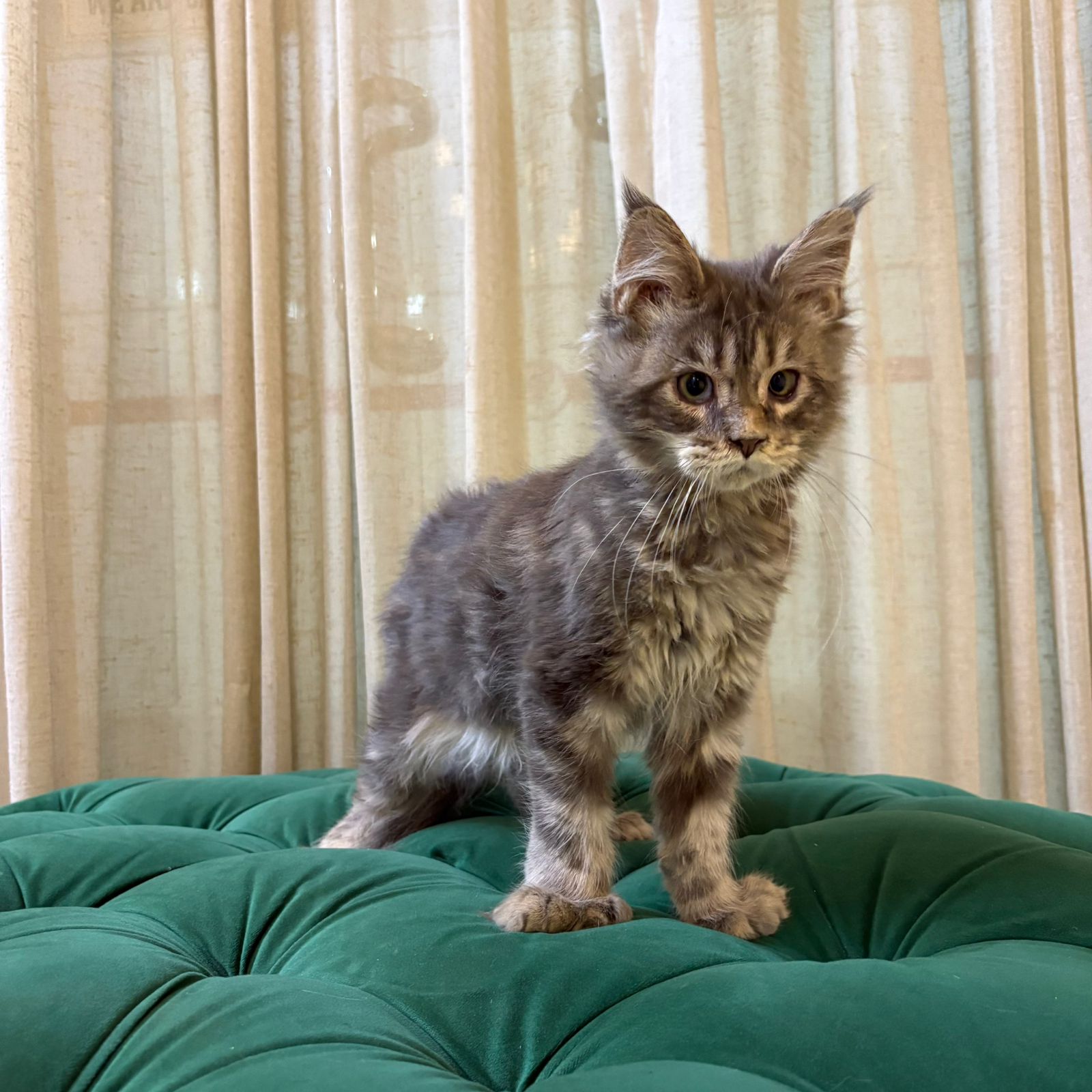 Jennie - Maine Coon - Image 2