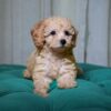 Cookie - Toy Poodle - Image 2