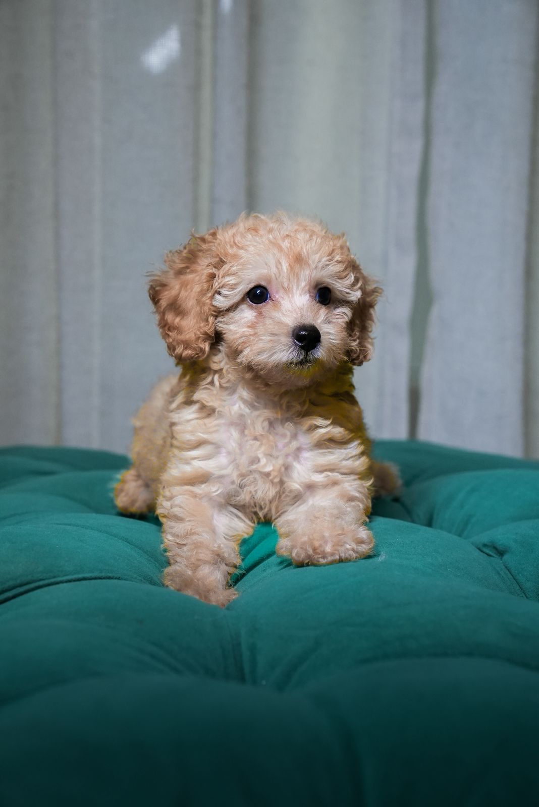 Cookie - Toy Poodle - Image 2