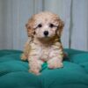 Cookie - Toy Poodle