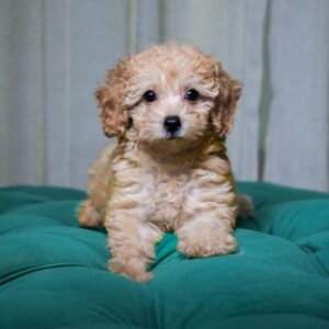 Cookie - Toy Poodle