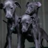 Italian Greyhounds - Image 2