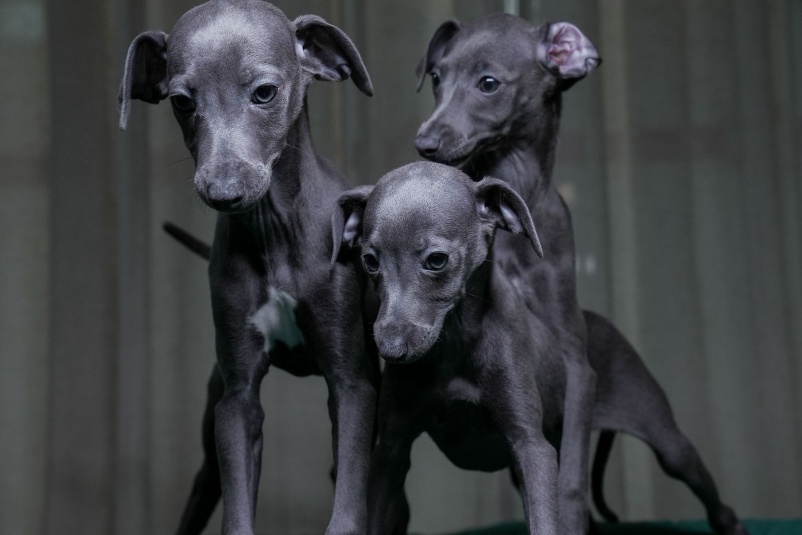 Italian Greyhounds - Image 2