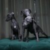 Italian Greyhounds - Image 3