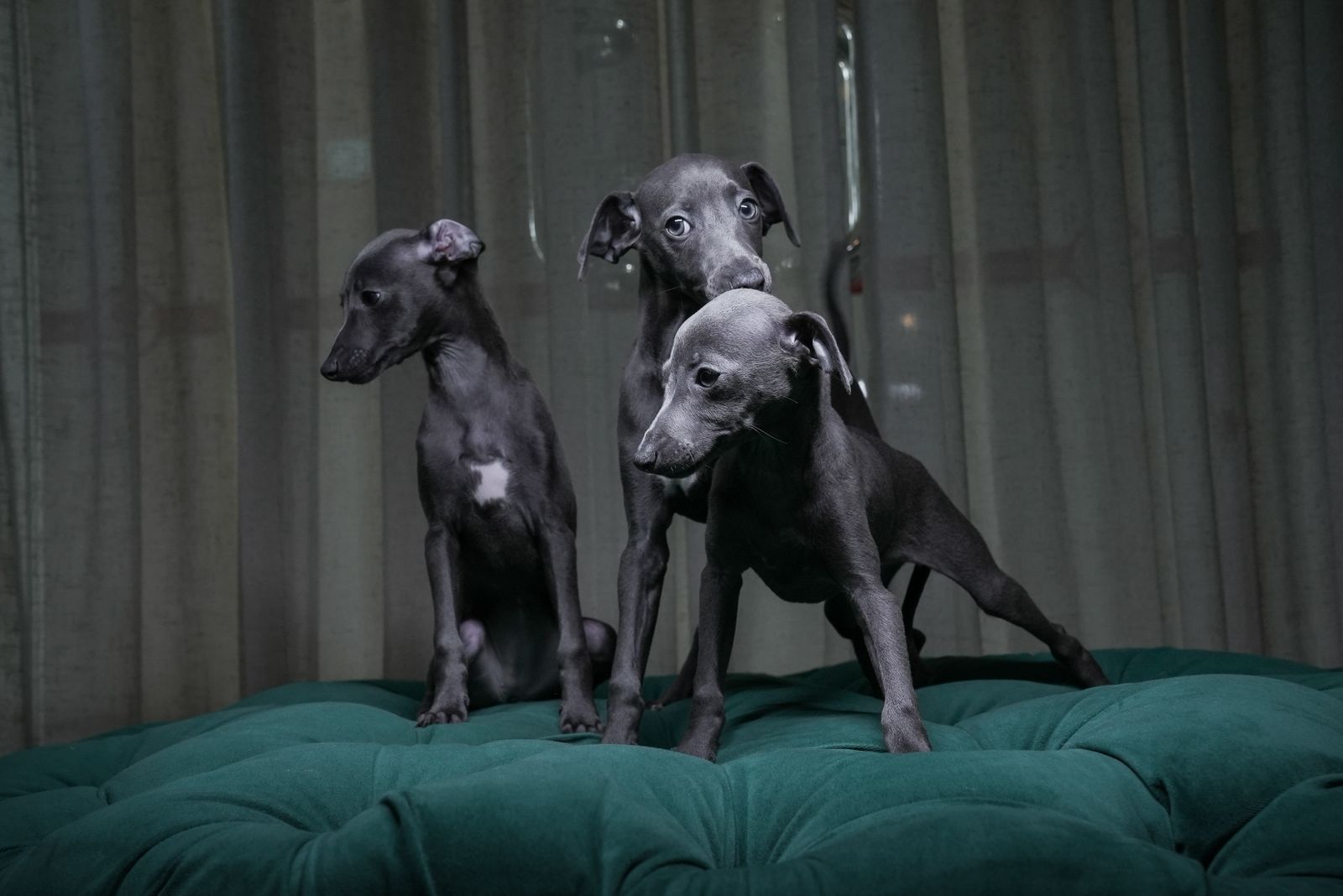 Italian Greyhounds - Image 3