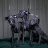 Italian Greyhounds