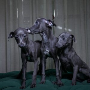 Italian Greyhounds