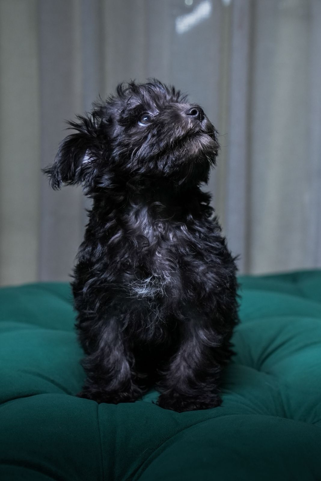 Athena - Maltipoo - Image 2