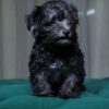 Athena - Maltipoo