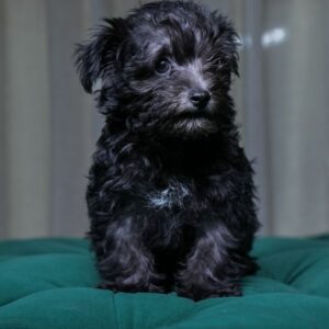 Athena - Maltipoo