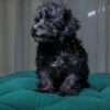 Athena - Maltipoo - Image 4