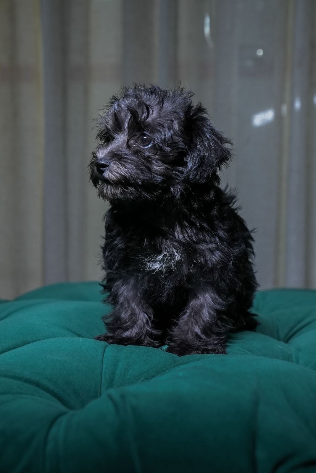 Athena - Maltipoo - Image 4