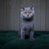 Penny - British Shorthair