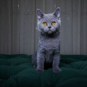 Penny - British Shorthair