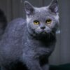 Penny - British Shorthair - Image 3