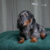 Jasper - Long-Haired Dachshund - Image 2