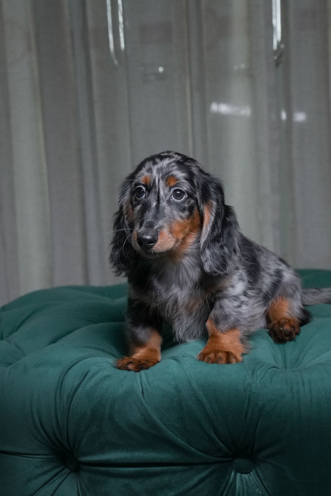 Jasper - Long-Haired Dachshund - Image 2