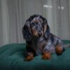 Jasper - Long-Haired Dachshund