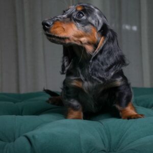 Jessie - Long-Haired Dachshund