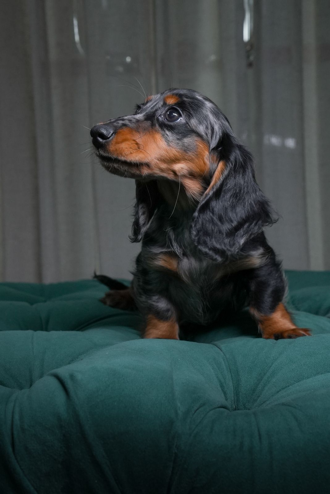 Jessie - Long-Haired Dachshund