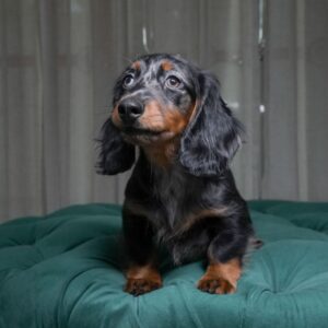 Joman - Long Haired Dachshund