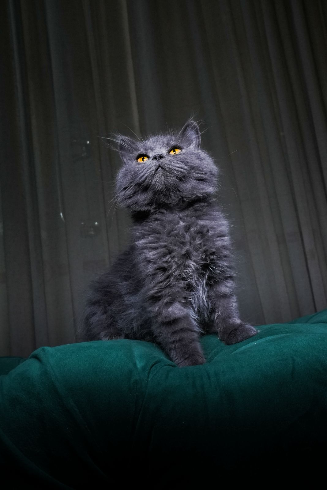 Gus - Persian Cat - Image 3
