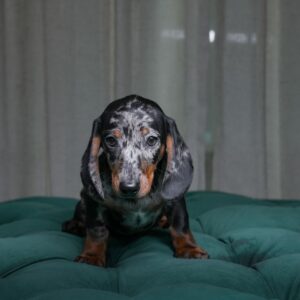 Britt - Dachshund