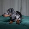 Britt - Dachshund - Image 3