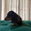 Ben - Dachshund - Image 2