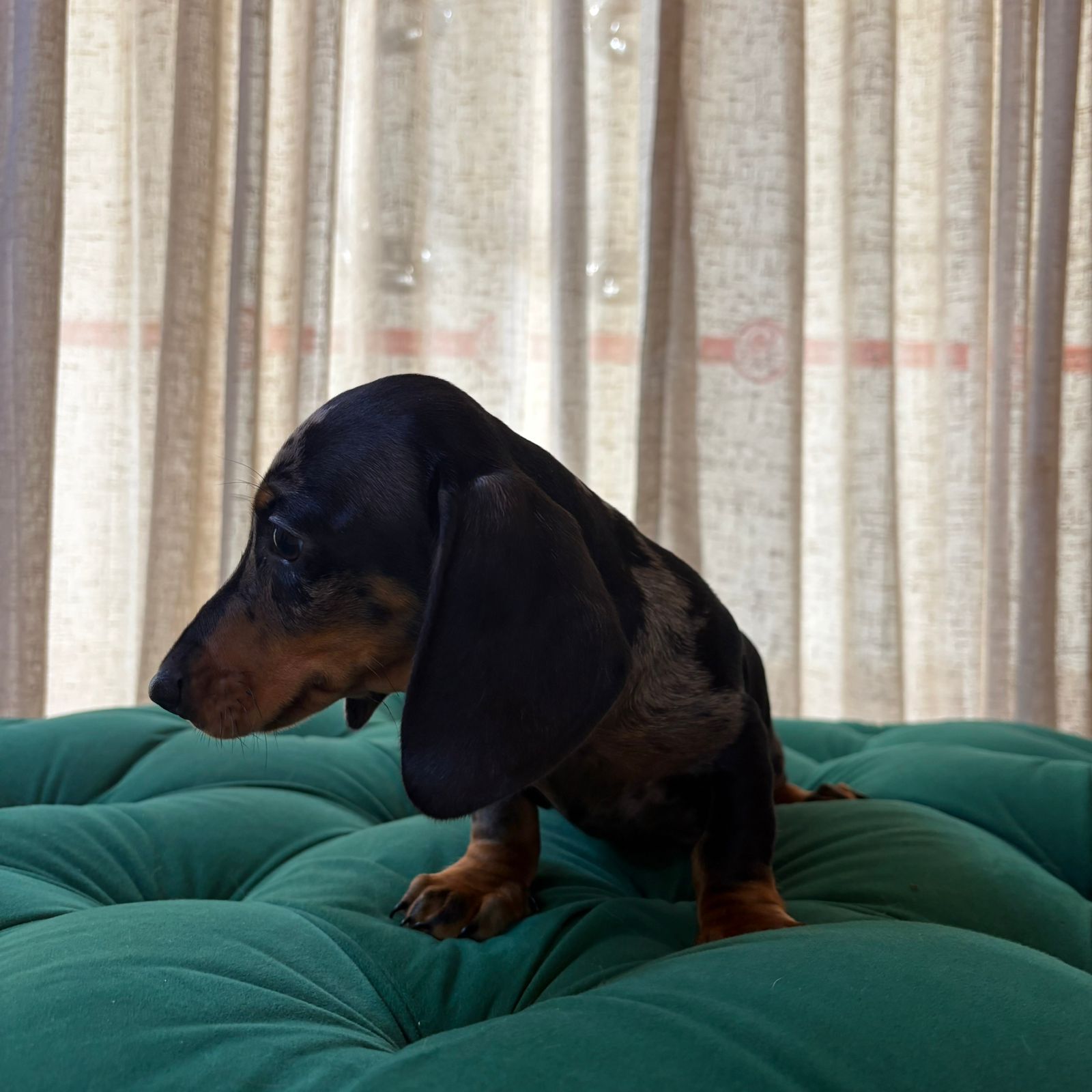 Ben - Dachshund - Image 2