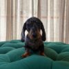Ben - Dachshund - Image 3