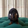Ben - Dachshund